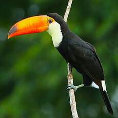 Toucan toco