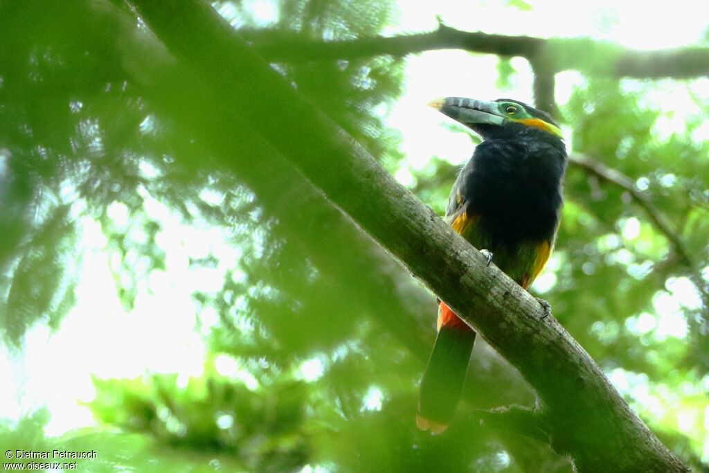 Toucanet à bec tacheté mâle adulte