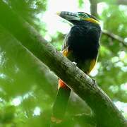 Spot-billed Toucanet