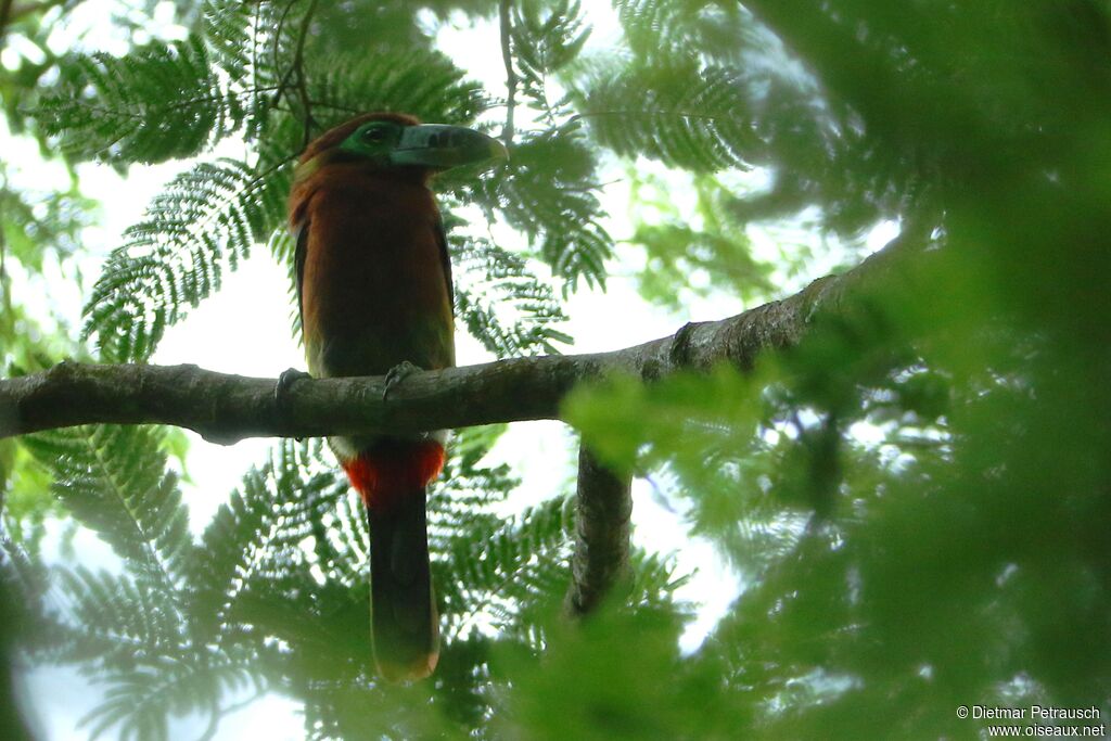 Toucanet à bec tacheté femelle adulte