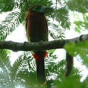 Spot-billed Toucanet