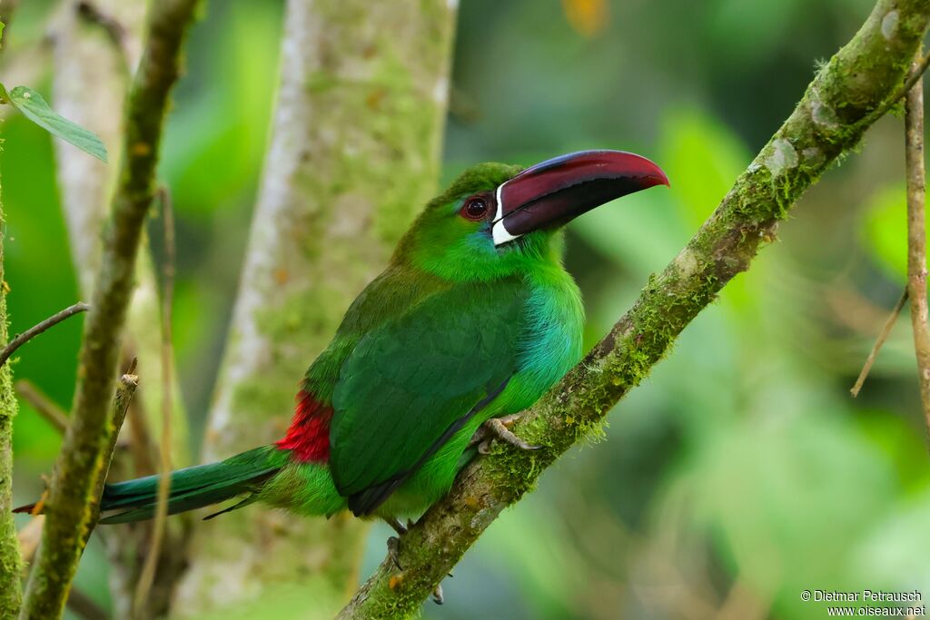 Toucanet à croupion rouge