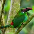 Toucanet à croupion rouge