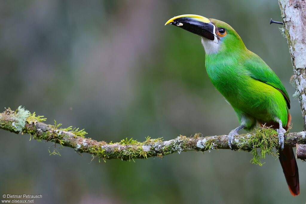 Toucanet à gorge blanche