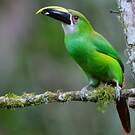 Toucanet à gorge blanche