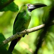 Black-throated Toucanet