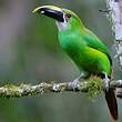 Toucanet des Andes