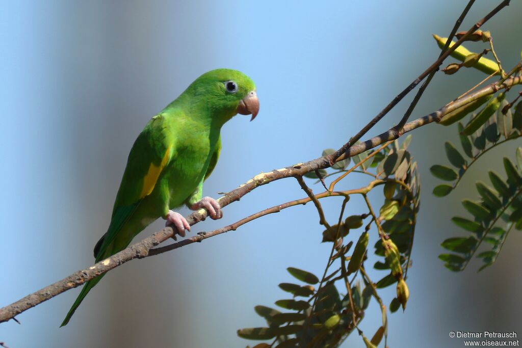 Yellow-chevroned Parakeetadult