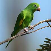 Yellow-chevroned Parakeet