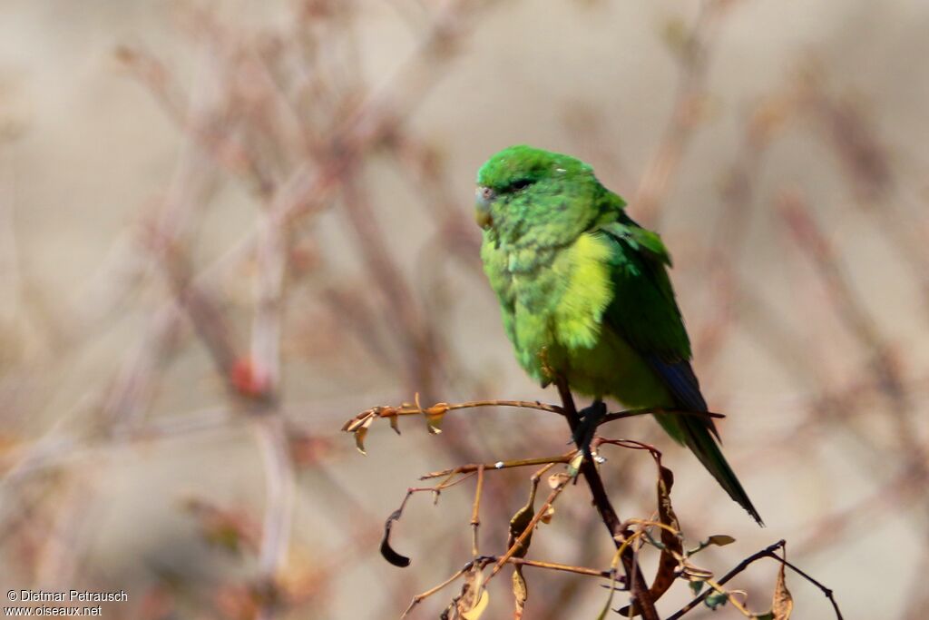 Mountain Parakeetadult