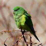 Mountain Parakeet