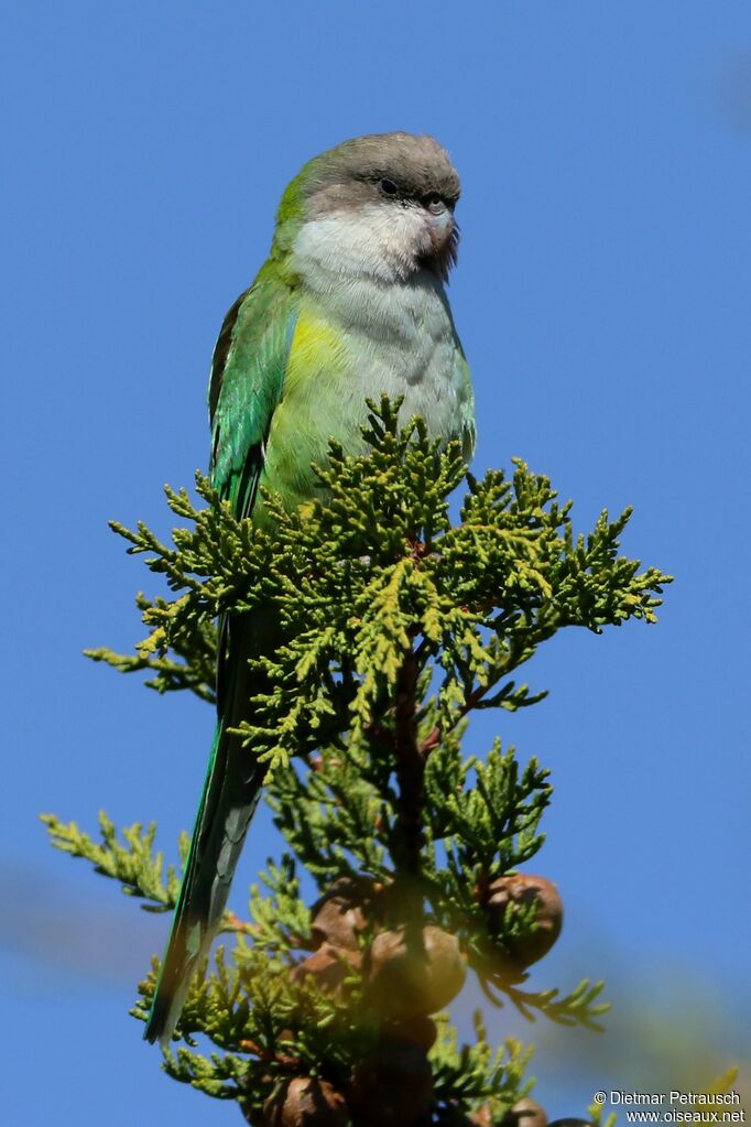 Grey-hooded Parakeetadult