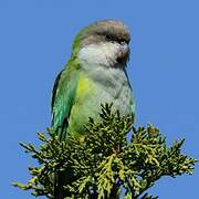 Grey-hooded Parakeet