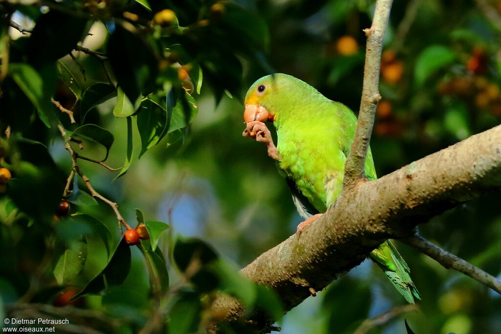 Cobalt-winged Parakeetadult