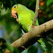 Cobalt-winged Parakeet