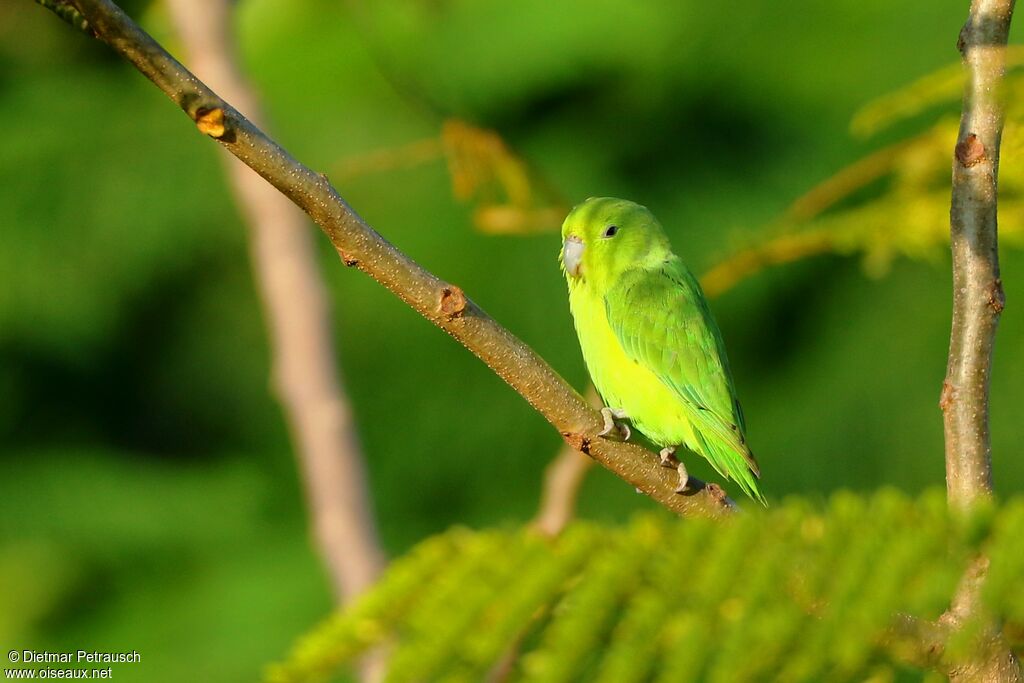 Cobalt-rumped Parrotletadult