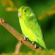 Cobalt-rumped Parrotlet