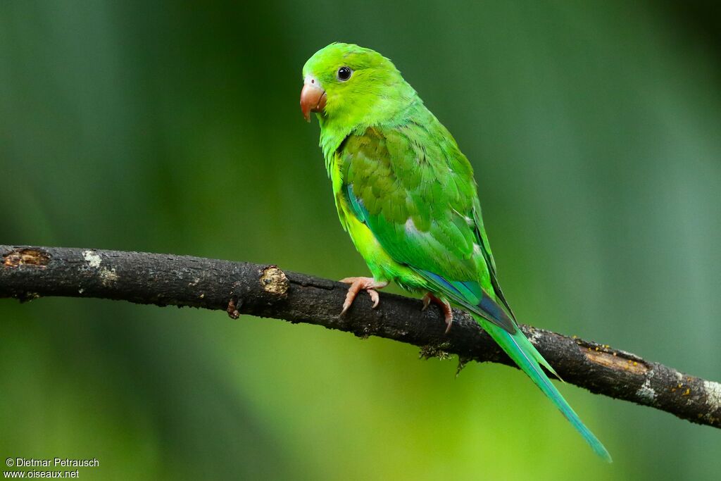 Plain Parakeetadult