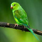 Plain Parakeet