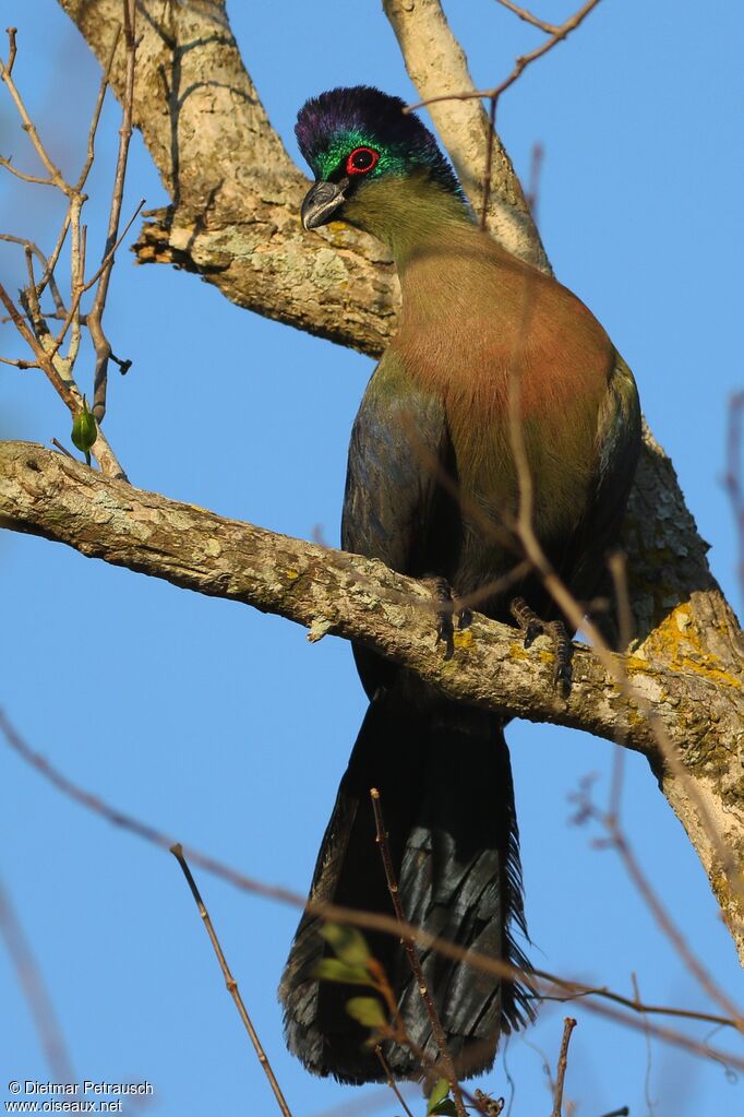 Purple-crested Turacoadult