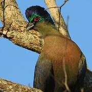 Purple-crested Turaco