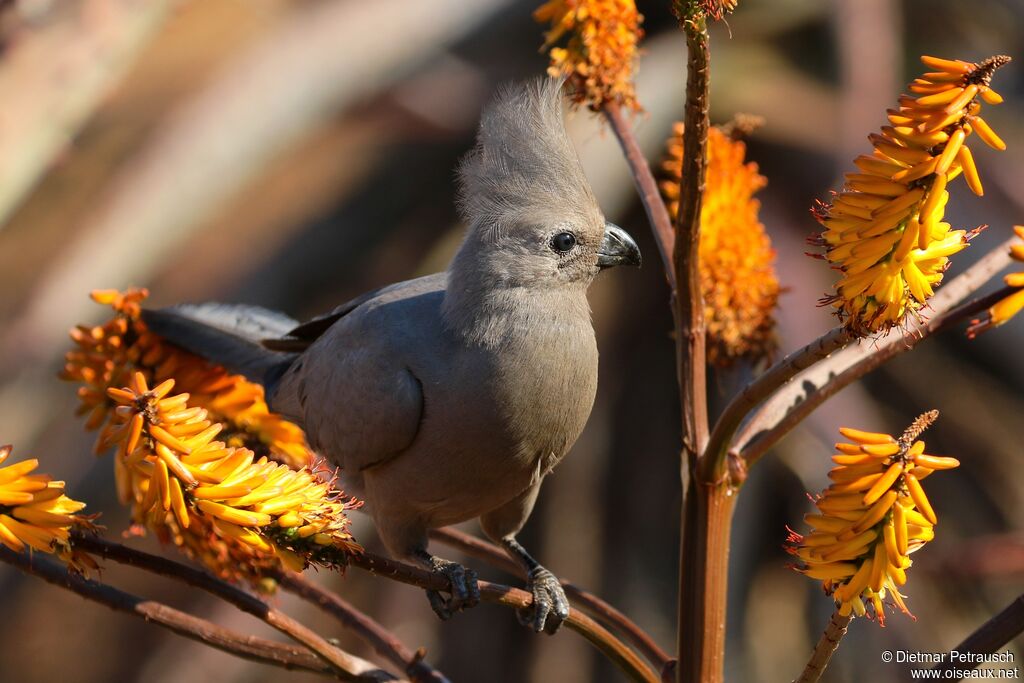 Grey Go-away-birdadult