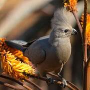 Grey Go-away-bird