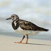 Ruddy Turnstone