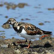 Ruddy Turnstone