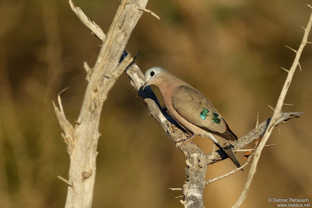 Emerald-spotted Wood Doveadult