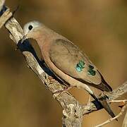 Emerald-spotted Wood Dove