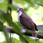 Tambourine Dove