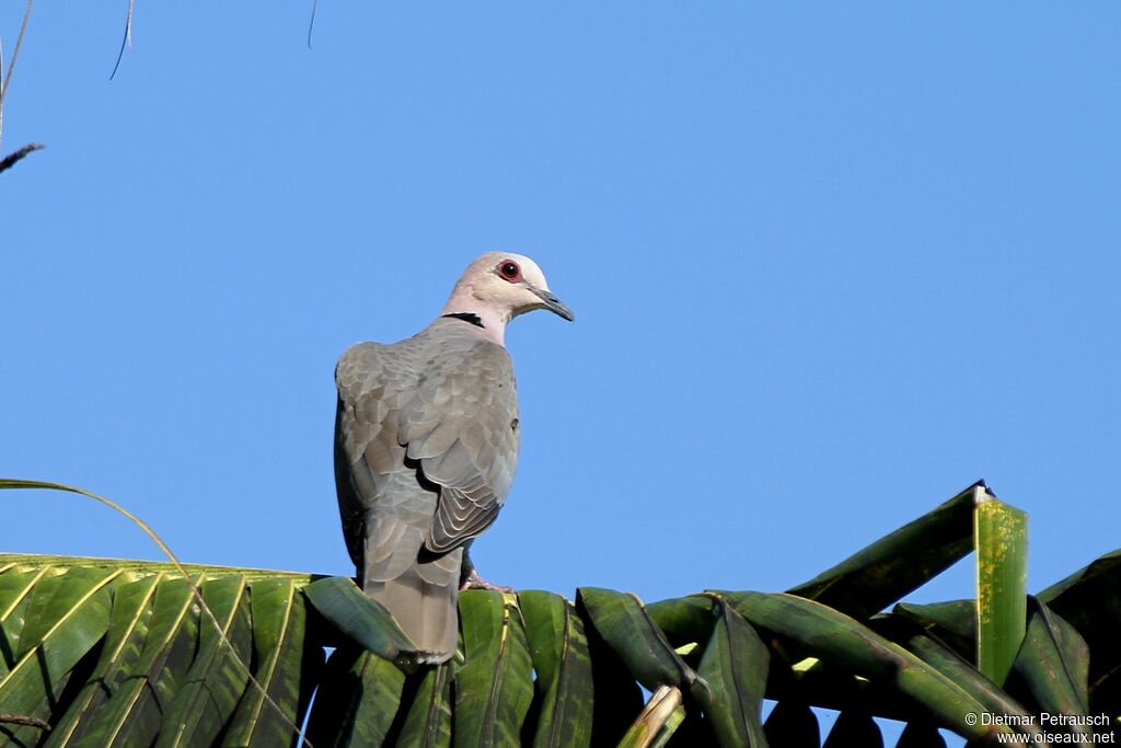 Red-eyed Doveadult