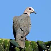 Red-eyed Dove