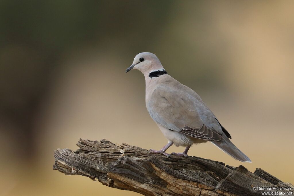 Ring-necked Doveadult