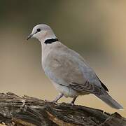 Ring-necked Dove