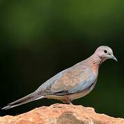 Laughing Dove