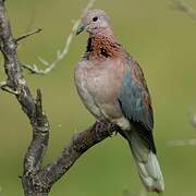 Laughing Dove