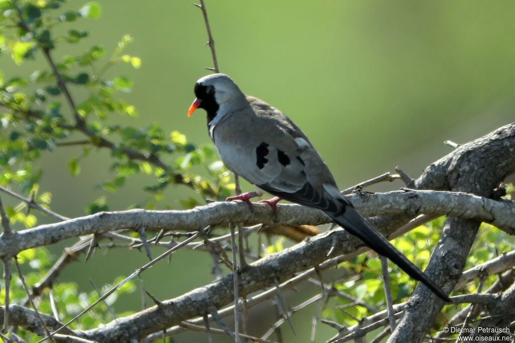 Namaqua Dove male adult