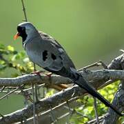 Namaqua Dove