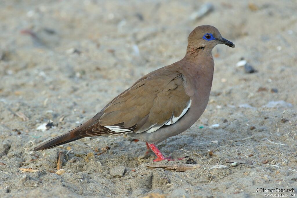 West Peruvian Doveadult