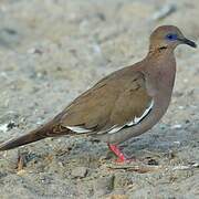 West Peruvian Dove