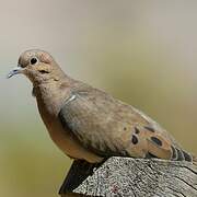 Eared Dove