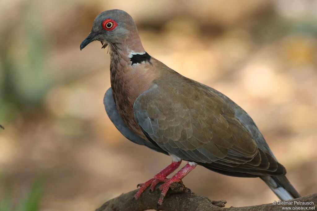 Mourning Collared Doveadult