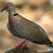 Mourning Collared Dove