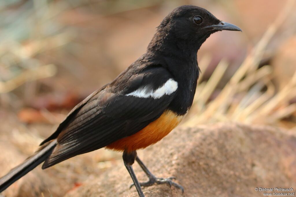 Mocking Cliff Chat male adult