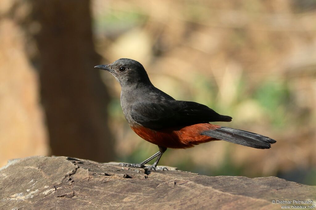 Mocking Cliff Chat female adult