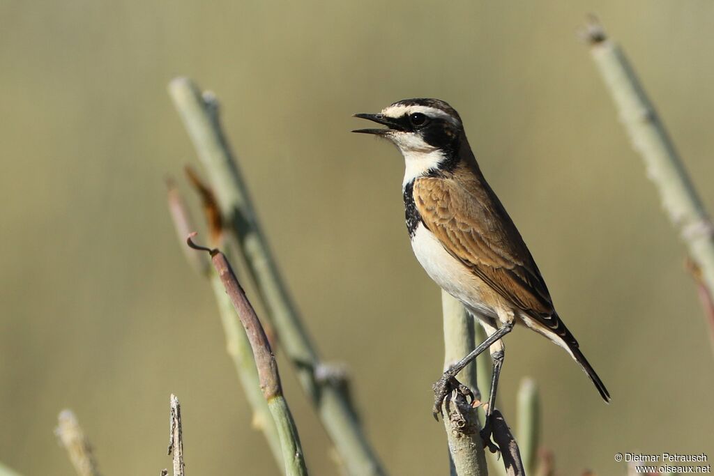 Capped Wheatearadult