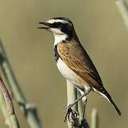 Capped Wheatear