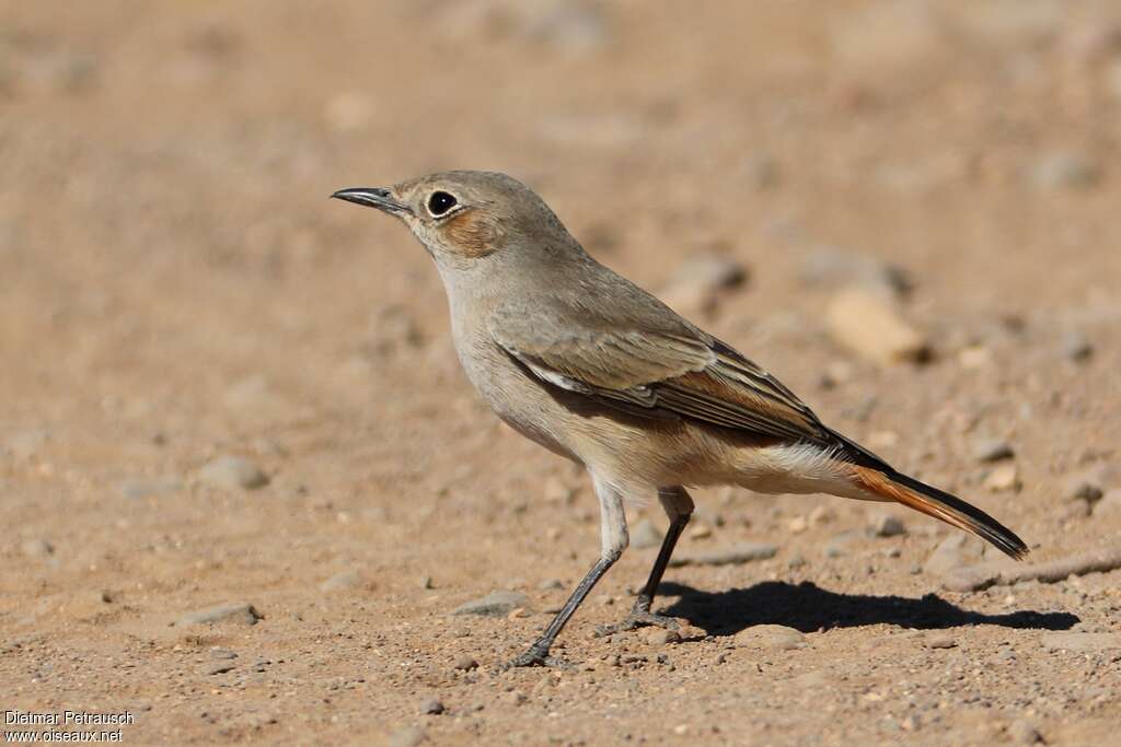 Traquet familieradulte, identification